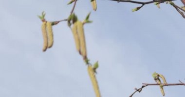 Baharda huş tomurcukları