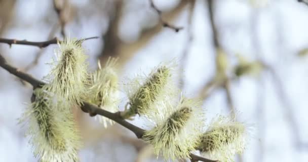满是花粉的小阴柳 — 图库视频影像