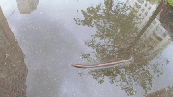 沥青上的土虫 — 图库视频影像