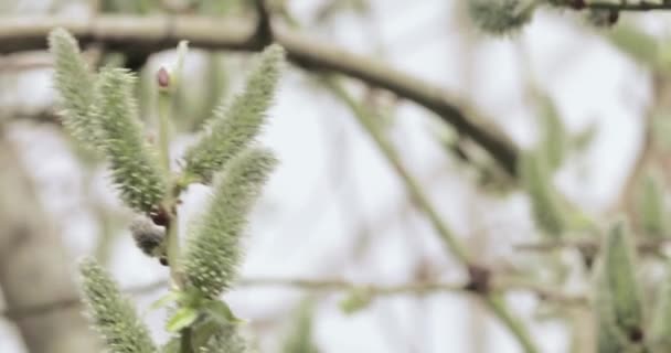 Buds salgueiro fofo — Vídeo de Stock