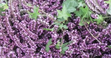 Boyalı heather arka plan