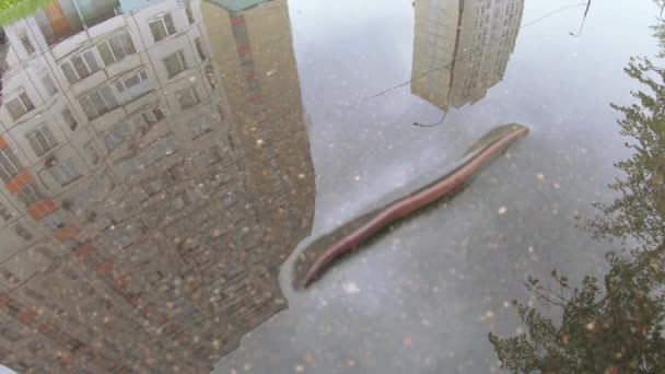 Regenworm op asfalt — Stockvideo