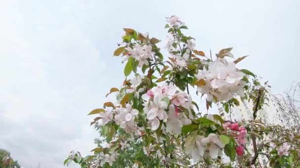 Virágzó almafa a városban — Stock videók