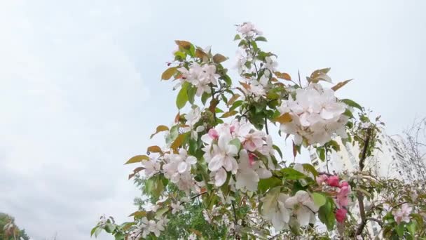 Blommande äppelträd i staden — Stockvideo