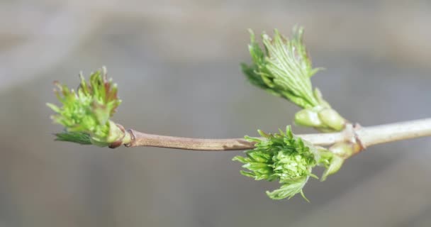 Knoppar av äppelträd på våren — Stockvideo