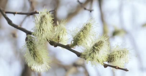 Pussy willow full of pollen — Stock Video