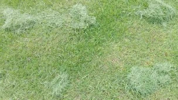 Трава после стрижки газона — стоковое видео