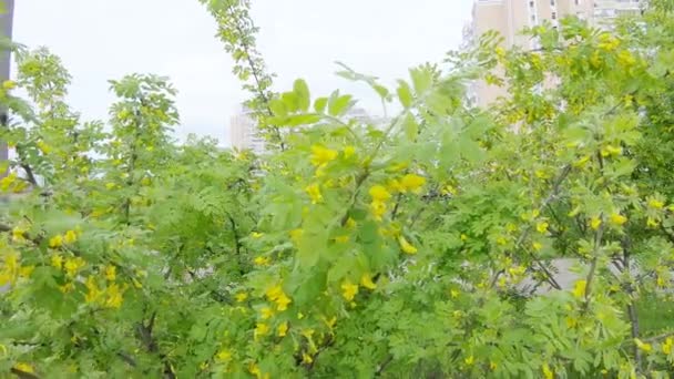 Acacia žlutý keř — Stock video