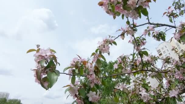 Blühender Apfelbaum in der Stadt — Stockvideo