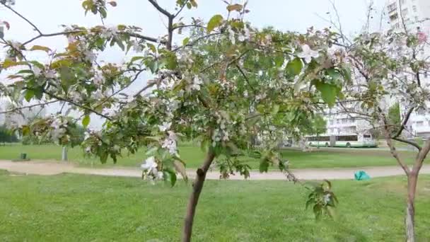 Blooming apple tree in the city — Stock Video