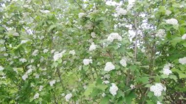 alıç kan kırmızı