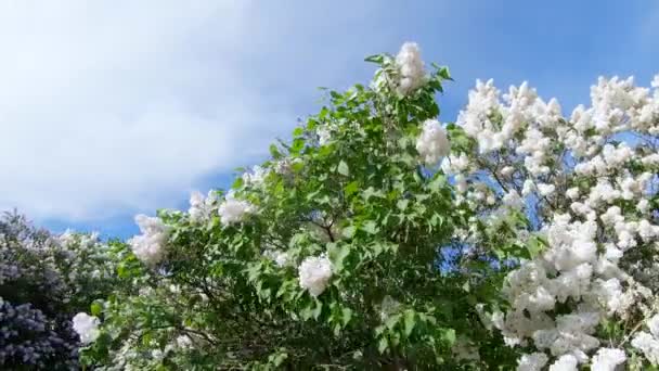 Lilac garden in Moscow — Stock Video