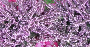 Boyalı heather arka plan