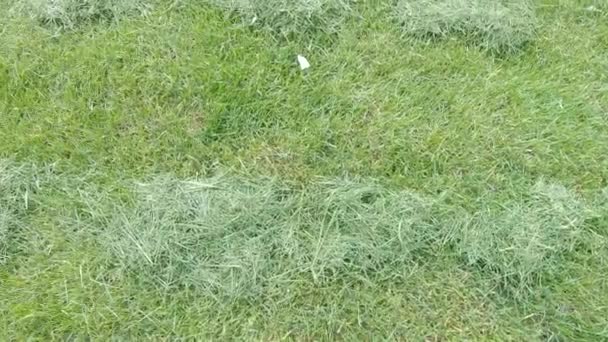 Трава после стрижки газона — стоковое видео