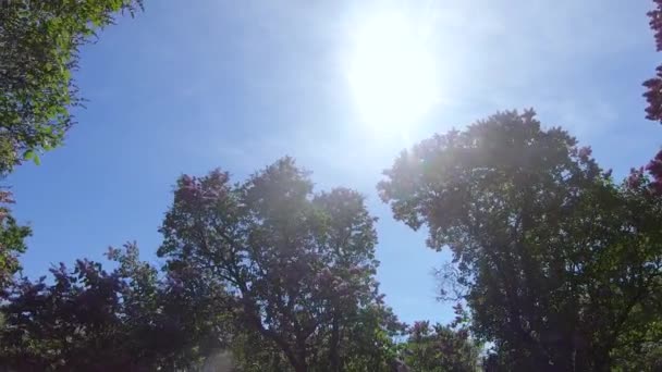 Jardin de lilas à Moscou 