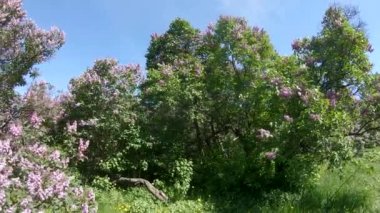 Moskova'da leylak Bahçe