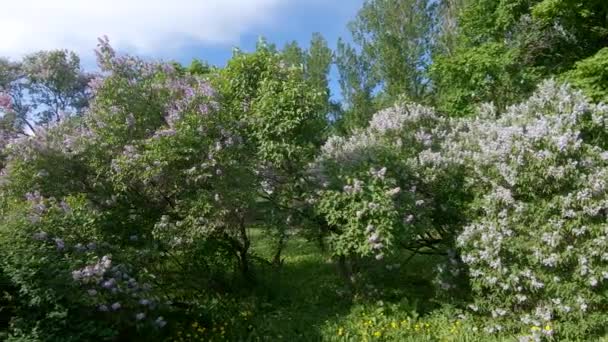 Jardim Lilac em Moscou — Vídeo de Stock