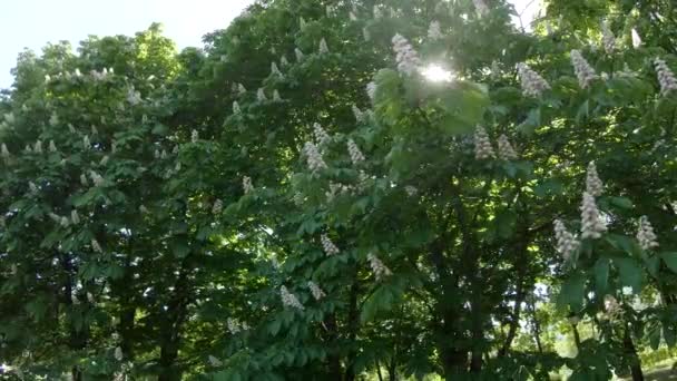 Bunga dari pohon kastanye — Stok Video