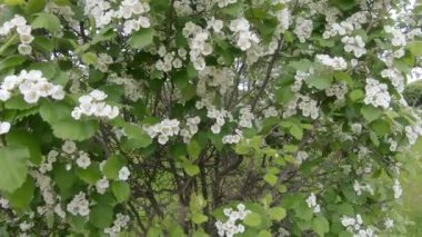 alıç kan kırmızı