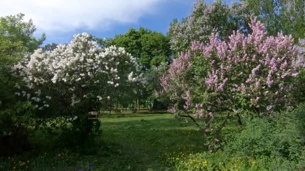 Lilac garden in Moscow — Stock Video