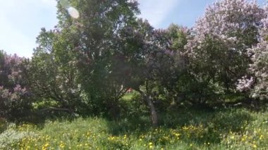 Moskova'da leylak Bahçe