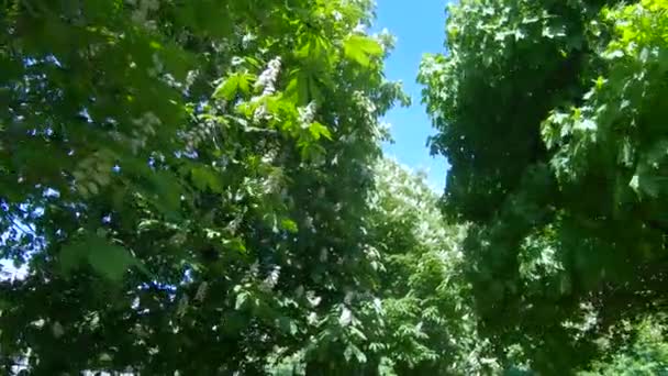 Kestane ağaçlarının çiçekleri — Stok video