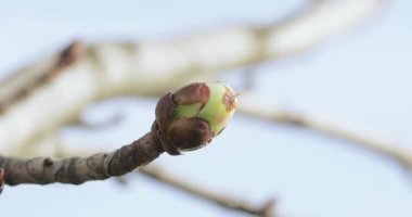 İlkbaharda kestane tomurcukları