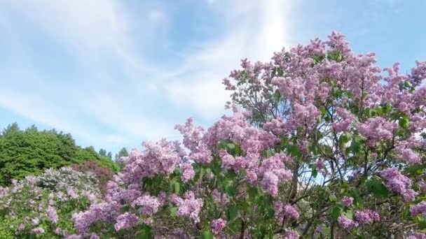 Jardim Lilac em Moscou — Vídeo de Stock