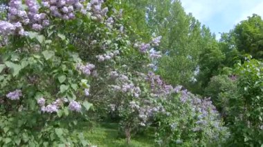 Moskova'da leylak Bahçe