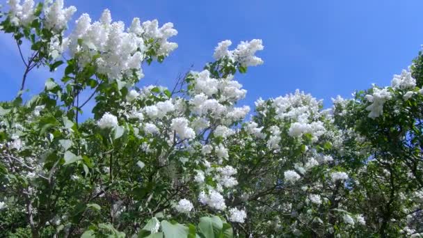 Jardín lila en Moscú — Vídeos de Stock