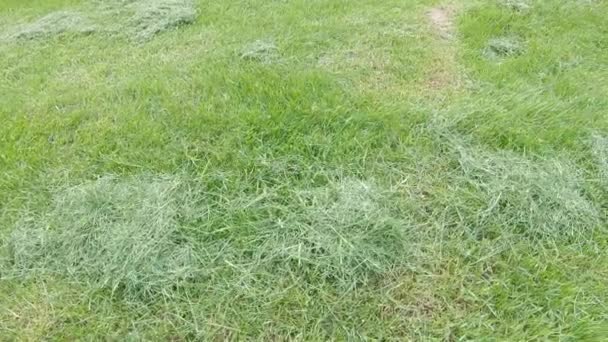 Трава після стрижки газону — стокове відео