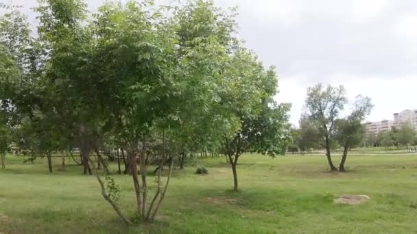 Árbol en un parque con un fuerte viento — Vídeos de Stock