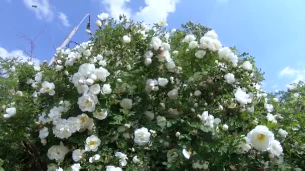 Bush Rose White på naturen — Stockvideo