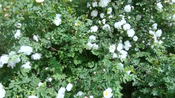 Bush rose blanc sur la nature — Video