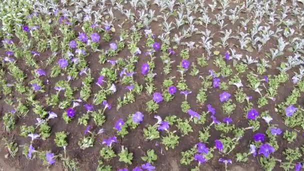 Geplant bloemen in de bloembed — Stockvideo