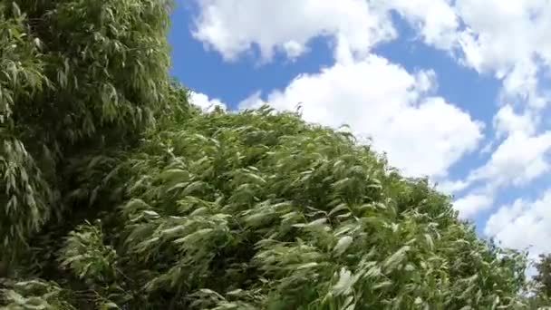 在强风中在公园里种树 — 图库视频影像