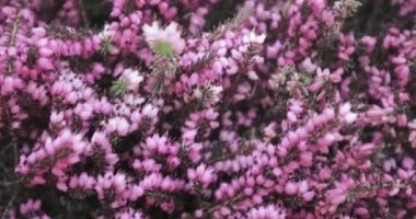 Boyalı heather arka plan