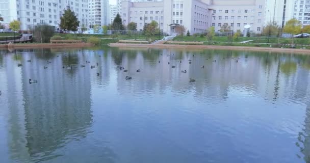 Lagoa no parque da cidade — Vídeo de Stock