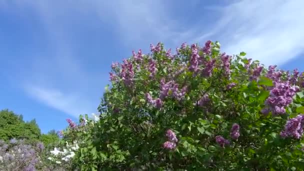 Lilac garden in Moscow — Stock Video