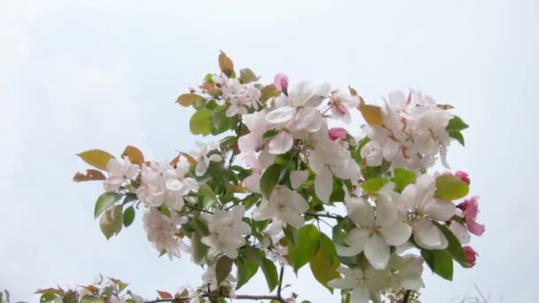 Manzano floreciente en la ciudad — Vídeo de stock