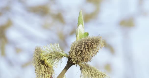 Pussy willow full of pollen — Stock Video