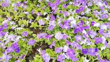 Flowerbed çiçekler dikildi