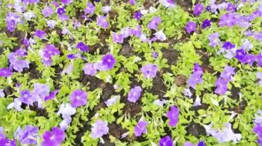 Flowerbed çiçekler dikildi
