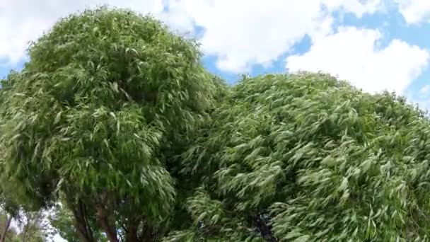 Baum im Park bei starkem Wind — Stockvideo