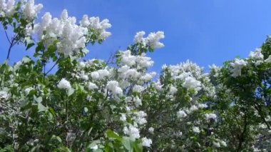 Moskova'da leylak Bahçe