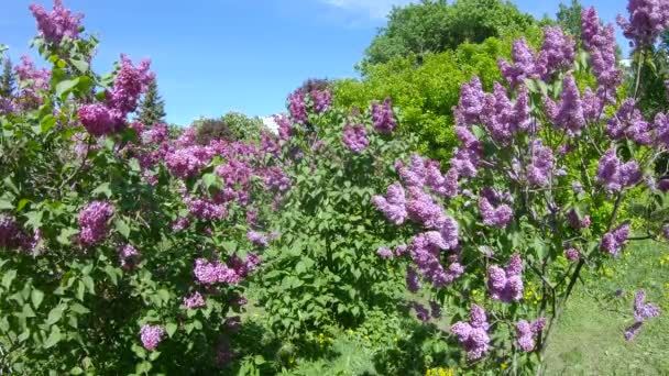 Liliowy ogród w Moskwie — Wideo stockowe