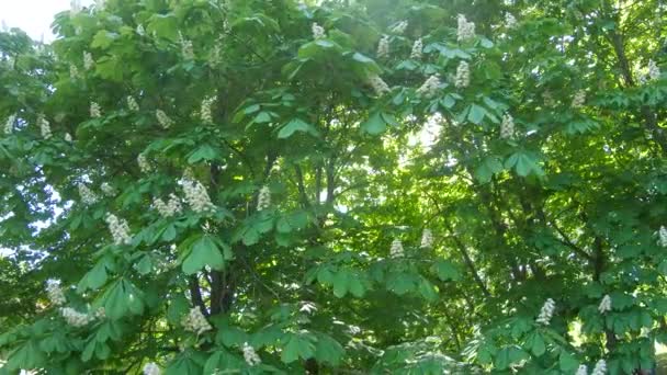 Flowers of chestnut trees — Stock Video
