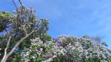 Moskova'da leylak Bahçe