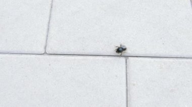 Kiremit üzerinde Bumblebee