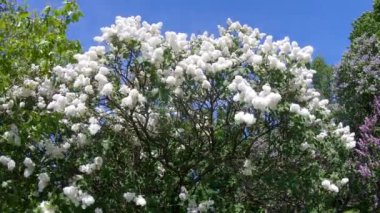 Moskova'da leylak Bahçe